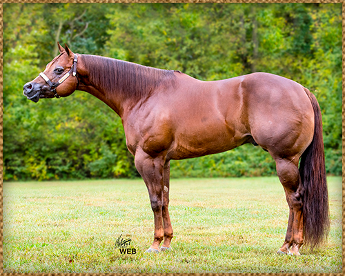 Quarter Horse Stallions - Secrets Of A Legend